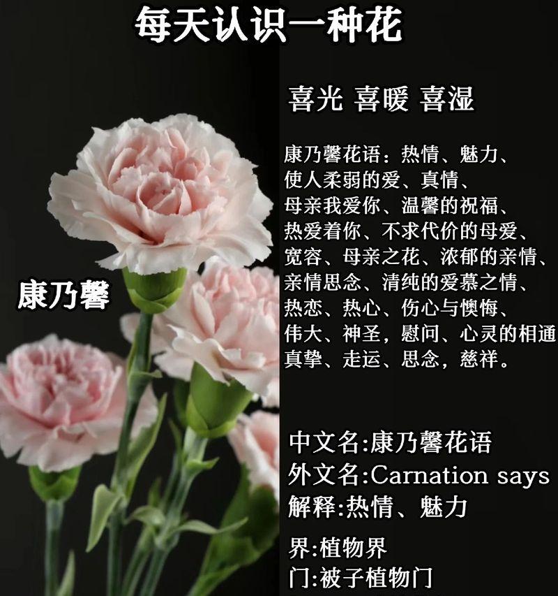 四月的花语通常指哪种花？