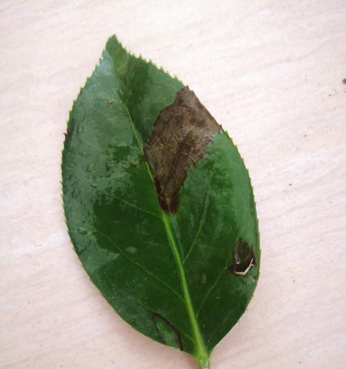 茶花开花后掉落的原因是什么？如何解决？