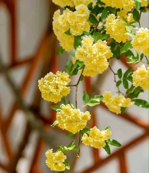四月的花语通常指哪种花？
