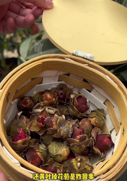 茶花开花后掉落的原因是什么？如何解决？