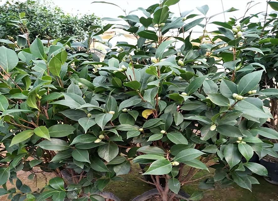 茶花开花后掉落的原因是什么？如何解决？