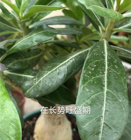 盆栽玫瑰怎么施肥？玫瑰花期如何管理？