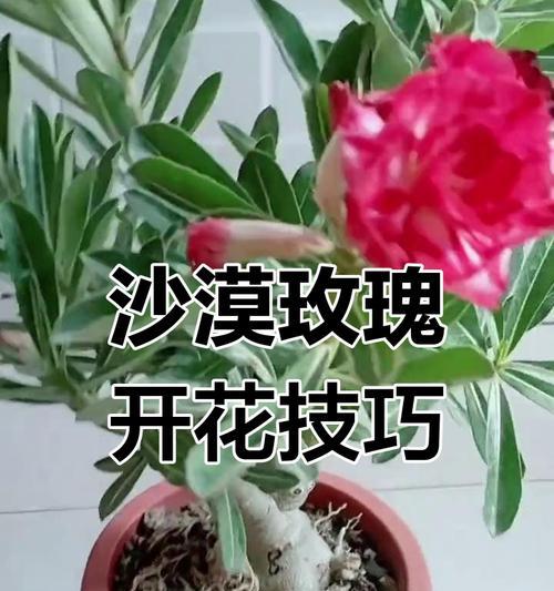 盆栽玫瑰怎么施肥？玫瑰花期如何管理？