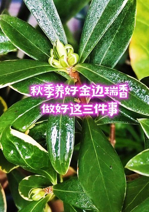 金边瑞香秋季养护要点是什么？如何过一个好秋？