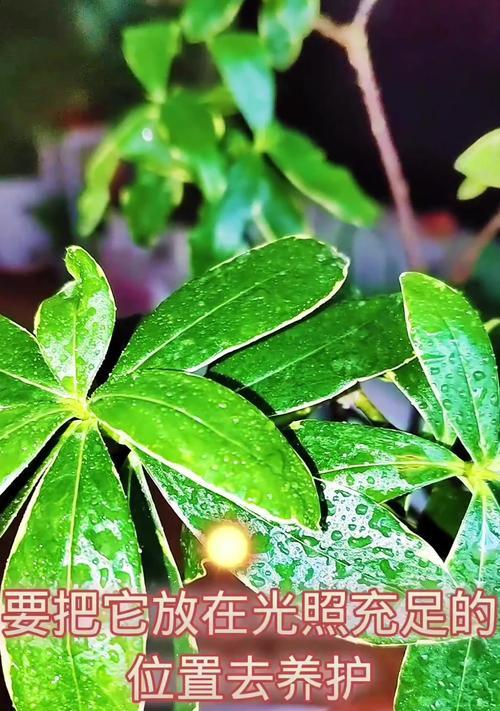 金边瑞香秋季养护要点是什么？如何过一个好秋？