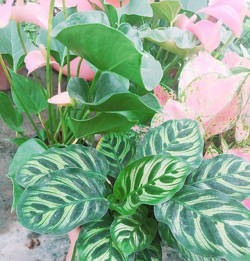 孔雀绿植的花语有哪些特别之处？