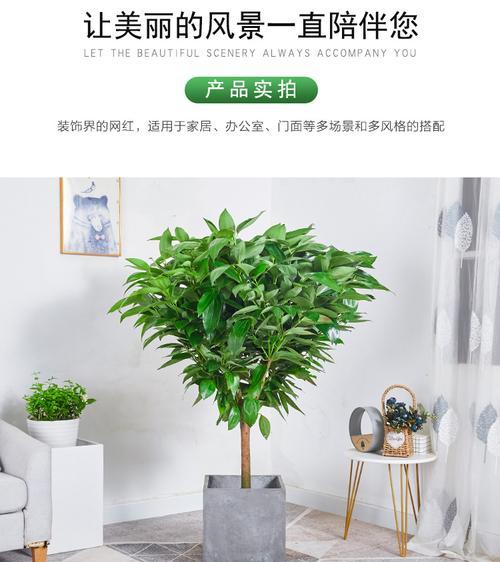 盆栽肉桂的正确养护方法是什么？如何使其健康成长？