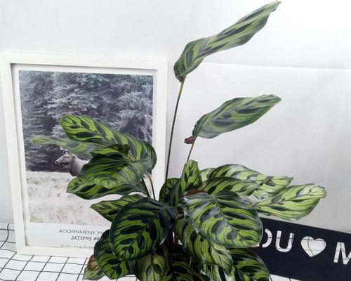 孔雀绿植的花语有哪些特别之处？