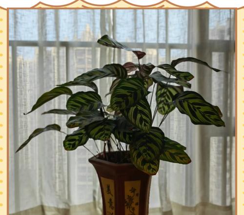 孔雀绿植的花语有哪些特别之处？