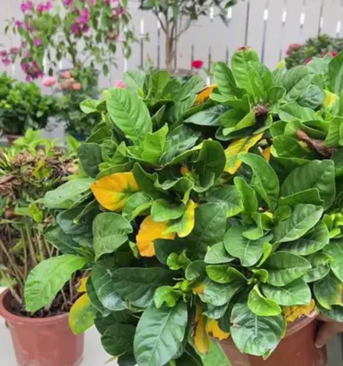 茶花施肥的正确方法是什么？施肥时应注意哪些问题？