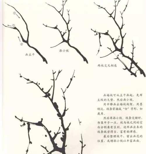 梅花修剪的最佳时机是什么时候？剪枝有哪些技巧？