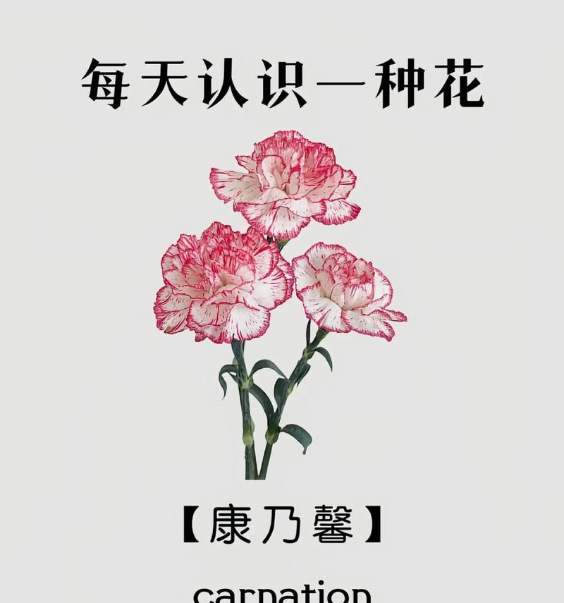 百合和康乃馨组合的花语代表什么？