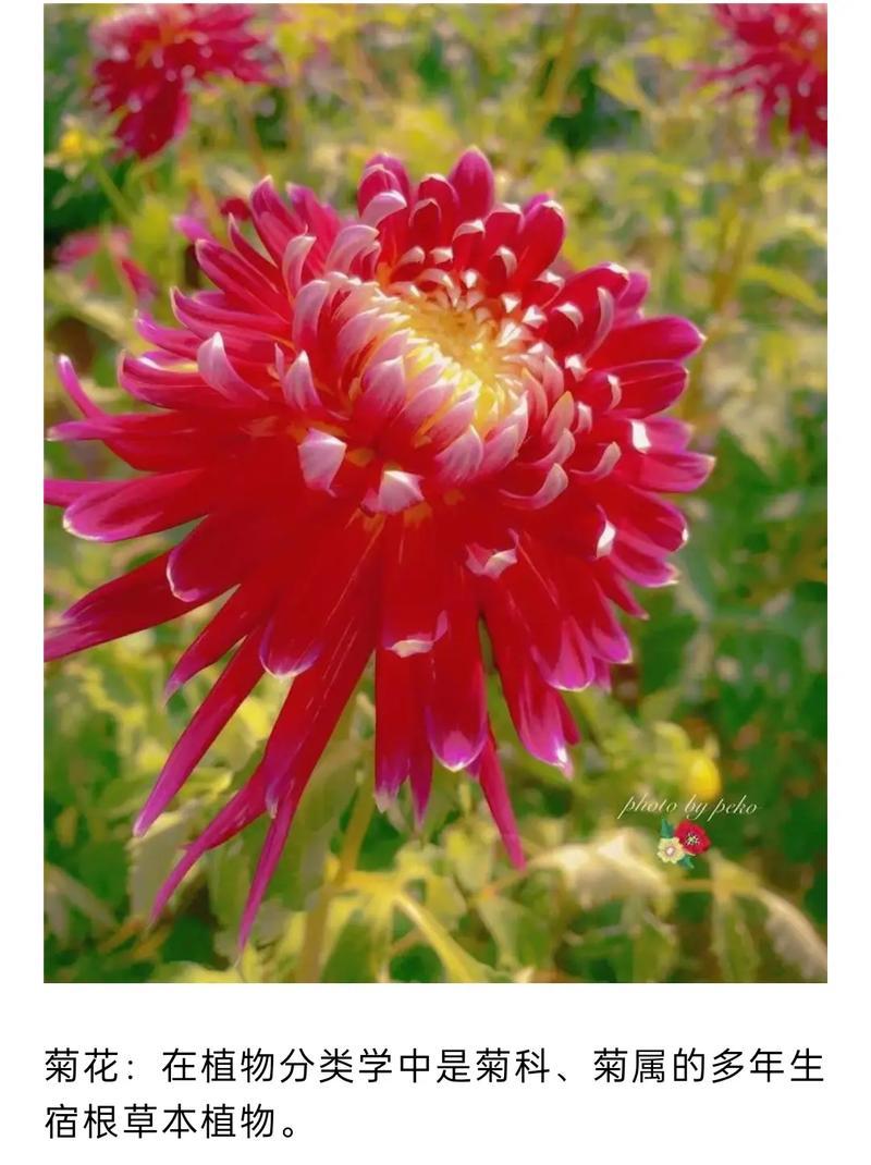 菊花有哪些不同品种及其特点？