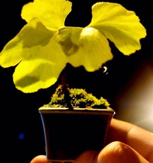 银杏树十年老桩盆景带盆？如何选购和养护银杏树老桩盆景？