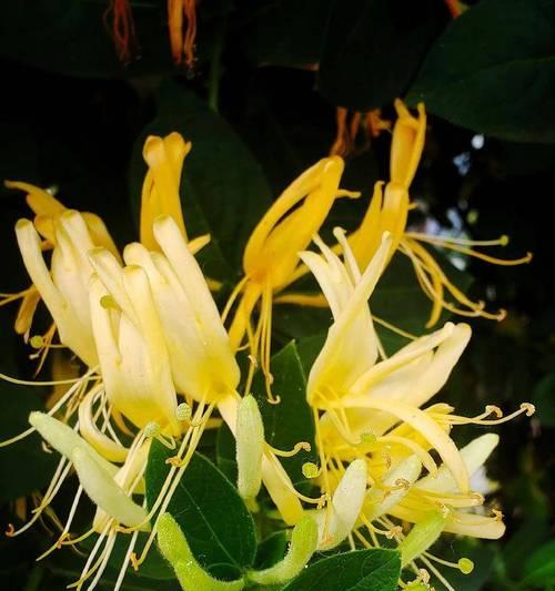 独断且专一的爱的花语是什么？哪种花代表独断专一的爱？