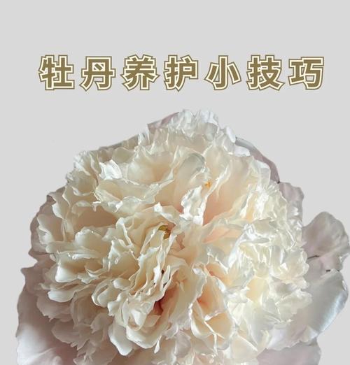 牡丹冬天的养护方法是什么？如何让牡丹安全过冬？