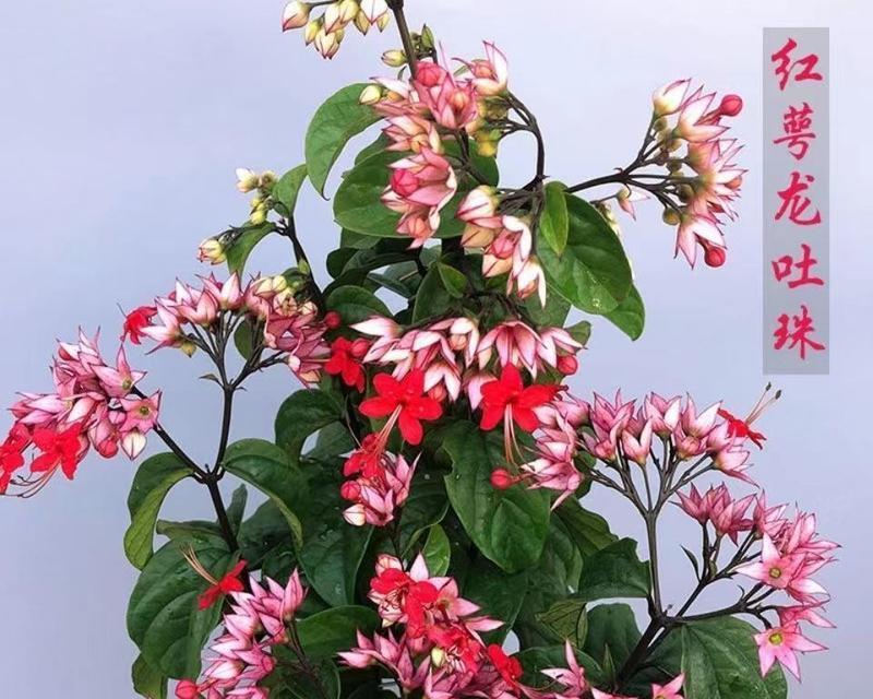 龙吐珠的养殖方法有哪些？