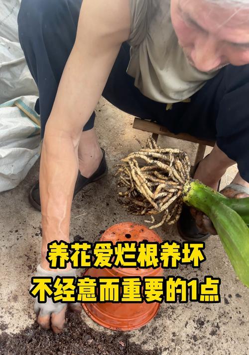 花烂根的原因有哪些？如何预防和处理花烂根？