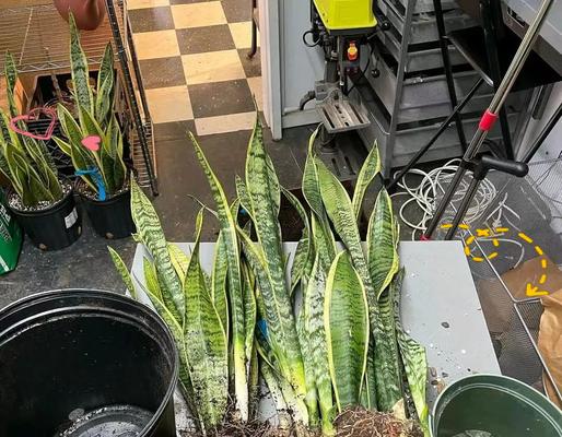 花烂根的原因有哪些？如何预防和处理花烂根？