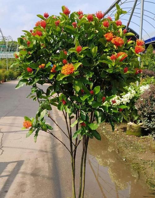 夏季常见的开花植物有哪些？如何在夏季维护这些花卉？