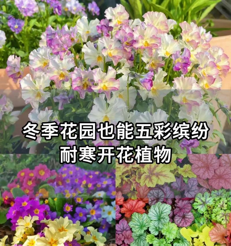 夏季常见的开花植物有哪些？如何在夏季维护这些花卉？