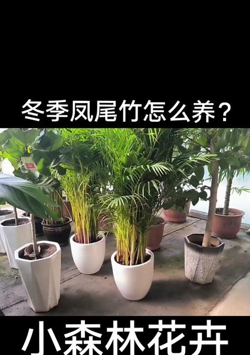 凤尾竹适合使用哪种肥料？如何正确施肥？