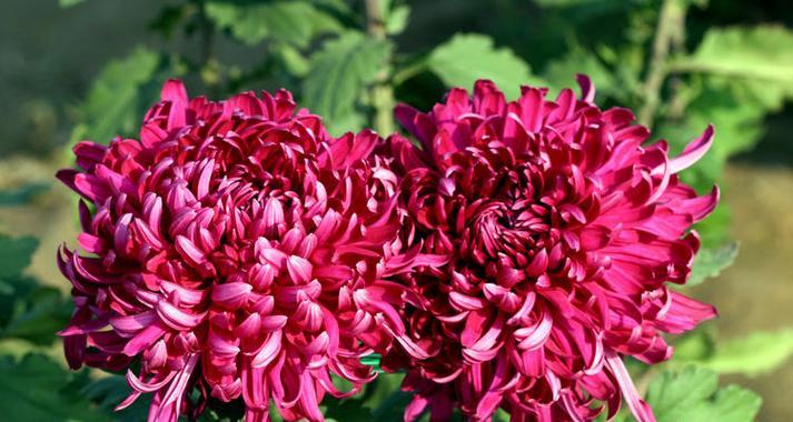 粉色九月菊的花语是什么？九月菊在秋季的特殊含义是什么？
