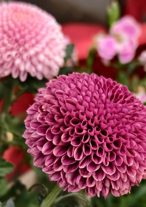 粉色九月菊的花语是什么？九月菊在秋季的特殊含义是什么？