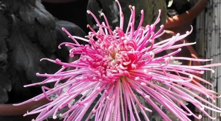 粉色九月菊的花语是什么？九月菊在秋季的特殊含义是什么？
