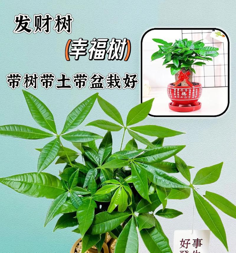 发财树的正确养殖方法是什么？
