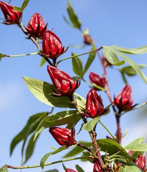 红桃K植物花语有何深意？代表什么？