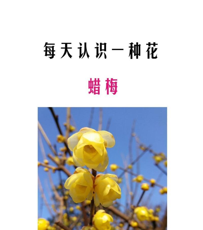 腊梅花的开花时间是什么时候？如何促进其开花？