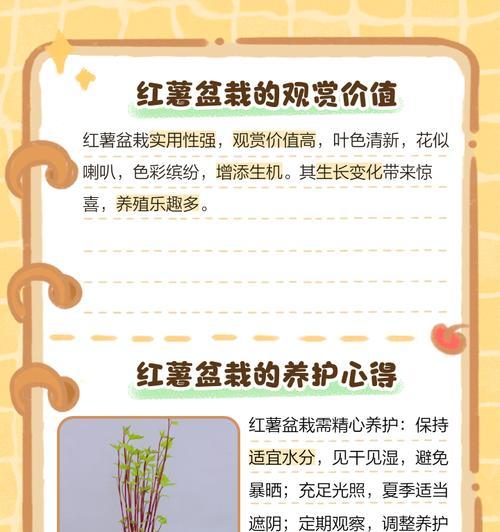 发芽地瓜盆栽制作方法是什么？怎样才能养得更好？