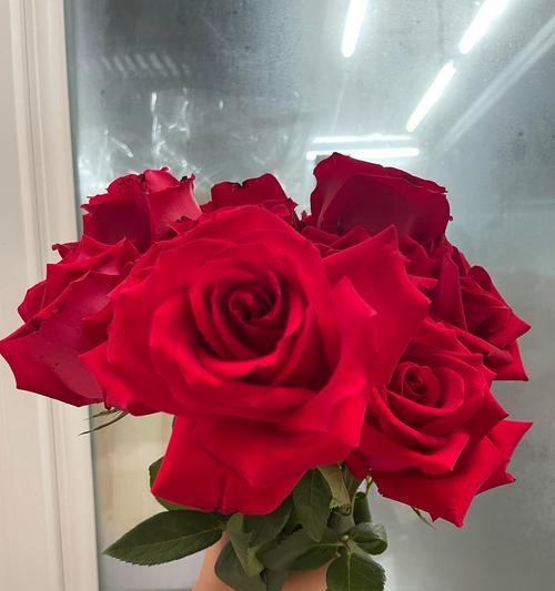送卖花女孩花语有何深意？花语中包含哪些情感？