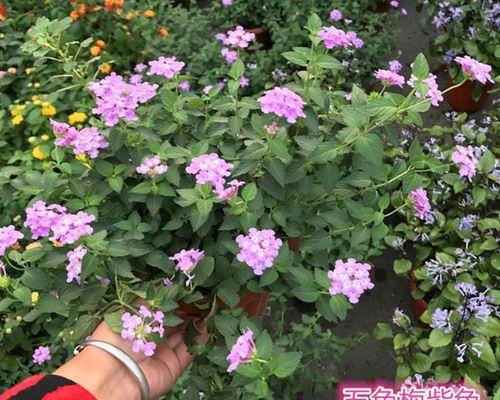 五色梅什么时候会开花？如何促进五色梅的开花？