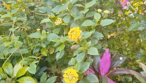 五色梅什么时候会开花？如何促进五色梅的开花？