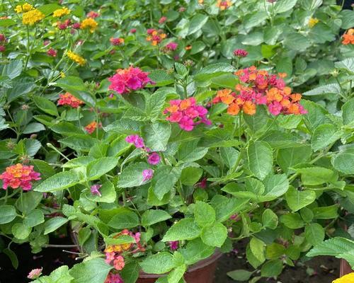 五色梅什么时候会开花？如何促进五色梅的开花？