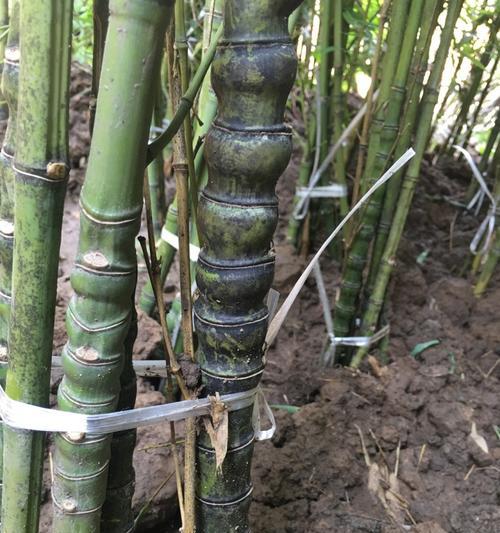 水培罗汉竹的换水技巧有哪些？多久换一次水最佳？