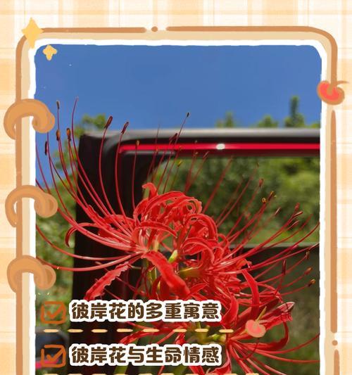 不想分开的花语是什么？哪种花表达了这种情感？