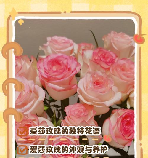 彩绘玫瑰的花语有何特别之处？