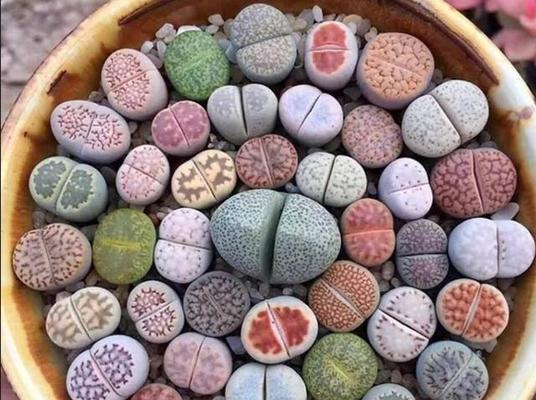 石生花最适合哪种土壤？石生花的土壤选择有什么讲究？
