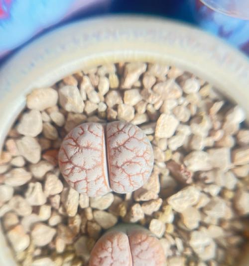 石生花最适合哪种土壤？石生花的土壤选择有什么讲究？