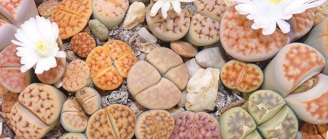 石生花最适合哪种土壤？石生花的土壤选择有什么讲究？