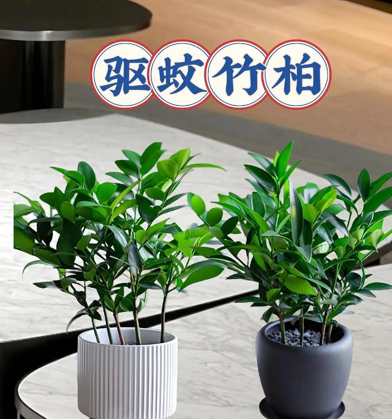 竹柏适合种植在什么土壤中？如何选择合适的土壤？