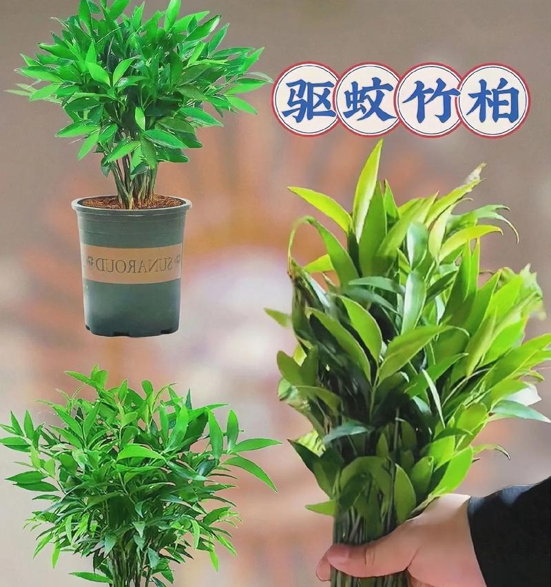 竹柏适合种植在什么土壤中？如何选择合适的土壤？