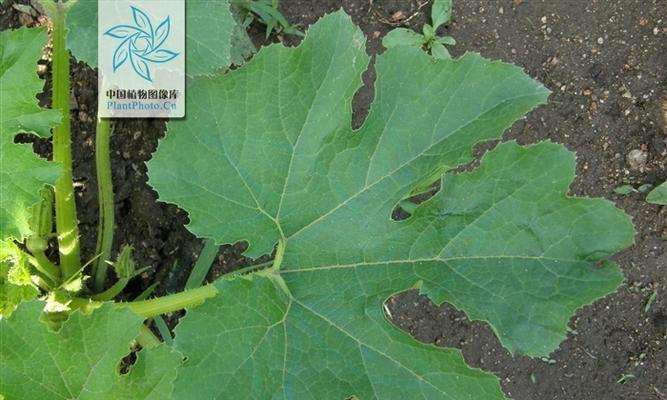 葫芦的科属分类是什么？