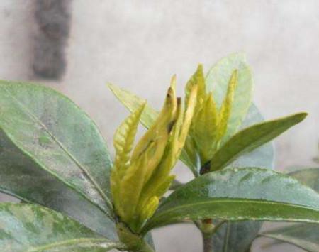 栀子花黄化病如何防治？栀子花黄化病的治疗方法是什么？