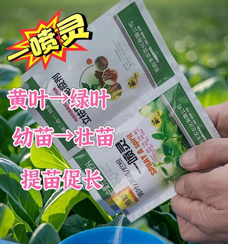 栀子花黄化病如何防治？栀子花黄化病的治疗方法是什么？
