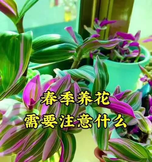 家庭养花需要注意哪些事项？有哪些养花的禁忌？