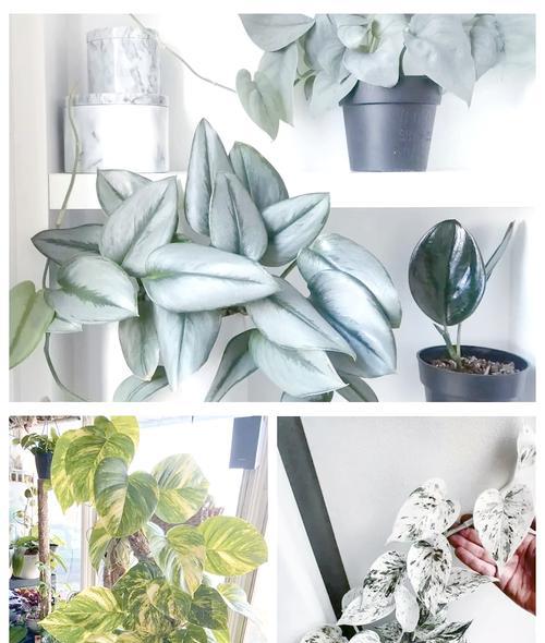 刚种植的绿萝如何进行养护？怎样确保绿萝快速生根？